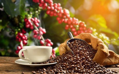 biji-kopi
