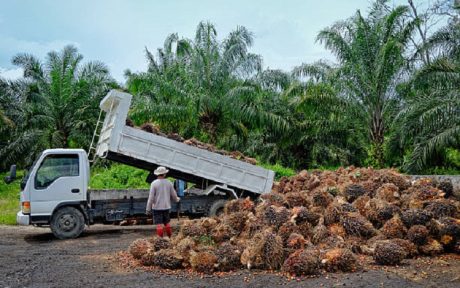 perkebunan-kelapa-sawit