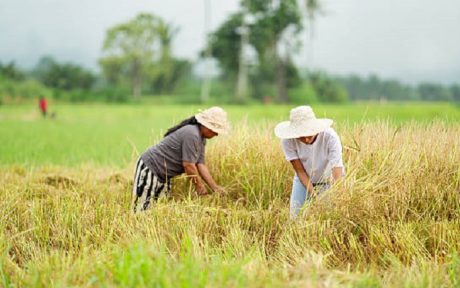 petani-di-sawah