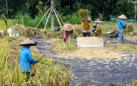petani-di-sawah